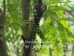 Pure Tulsi Mala Stone 1 Round – Black Polish - Image 2