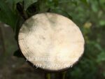 Gong (Kasor) - Image 2